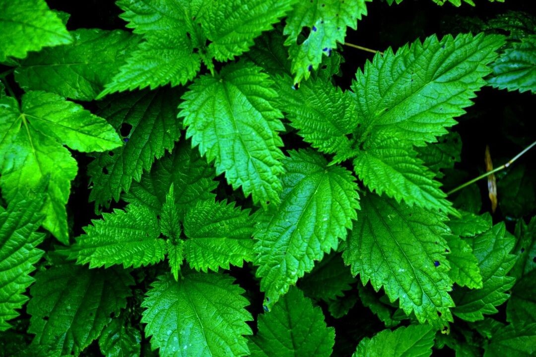 nettle to increase strength